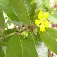 Hugonia ferruginea Wight & Arn.